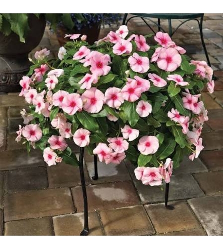 Каскадна винка (Vinca Darling Cascade Strawberry)