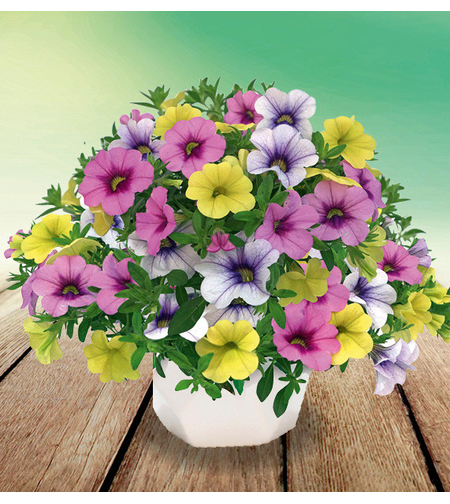 Калибрахое - тройка (Early Fiesta de Colores)