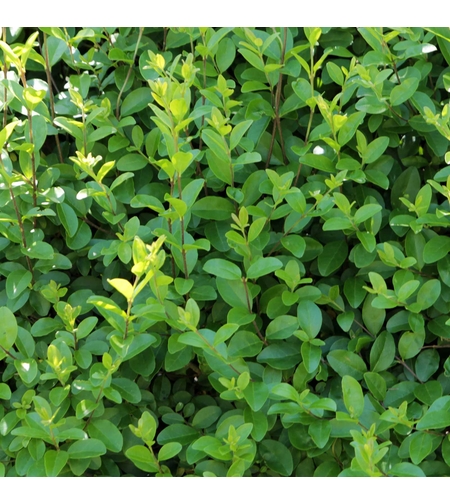 Лигуструм / Жив плет (Ligustrum ovalifolium)