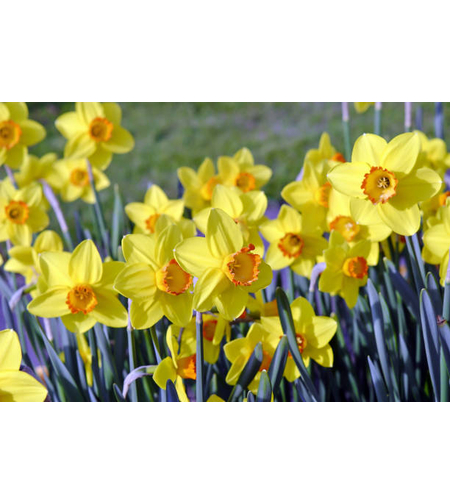 Нарцис Pinza в саксия