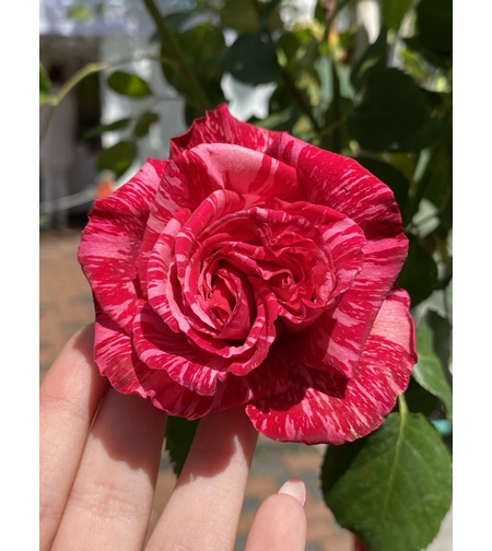 Щамбова раза - Розов спрей