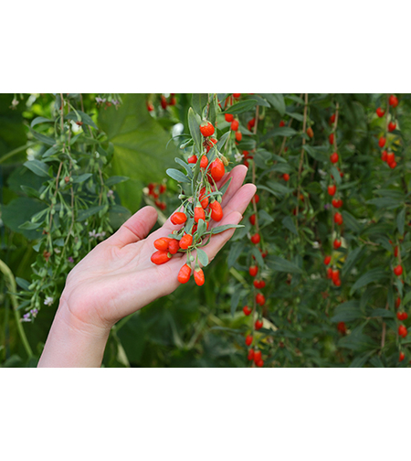 Годжи бери (Lycium barbarum)