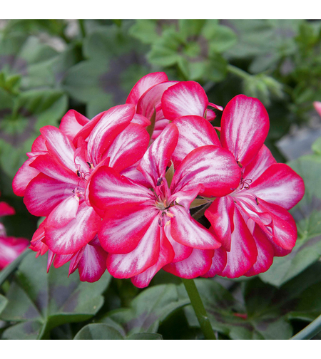 Cакъзче - Candy Choc