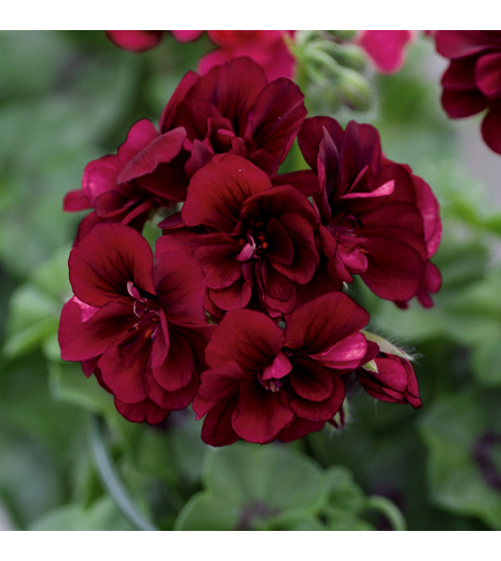 Кичесто сакъзче - Royal Night '12