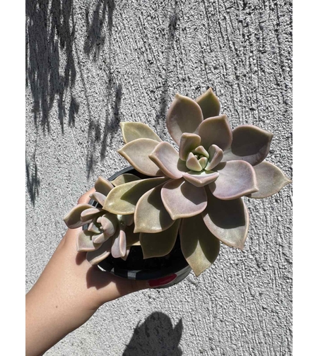 Сукулент Graptopetalum paraguayense - голям
