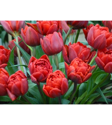 Лале Red Princess