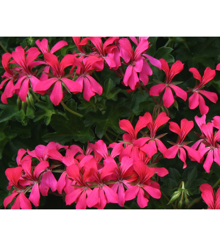 Алпийско сакъзче - Balcon Shocking