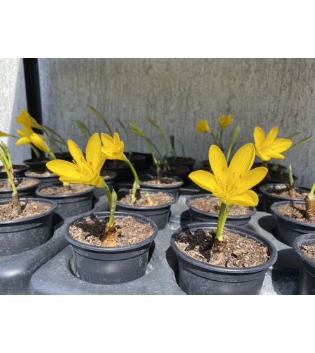 Жълт есенен минзухар в саксия