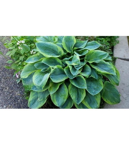 Хоста /Hosta/ - Christmas Tree