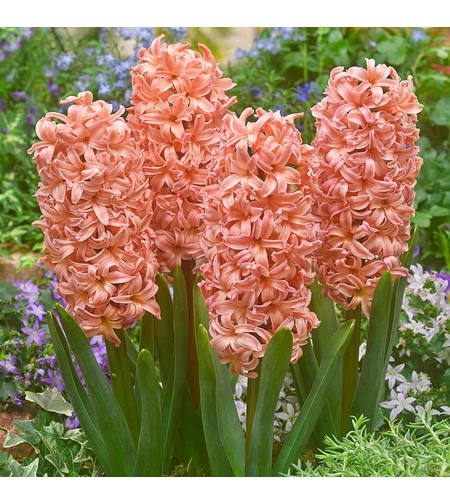 Зюмбюл Gipsy Queen