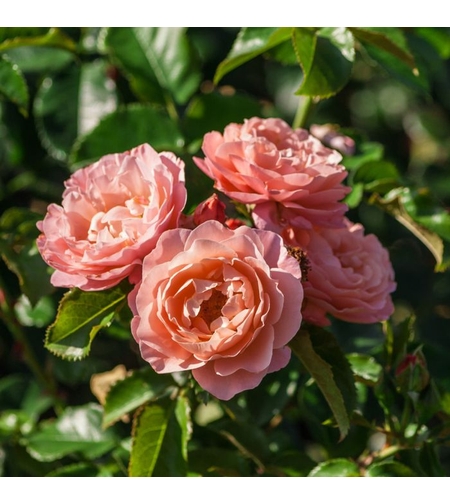 MARIE CURIE® Meilomit