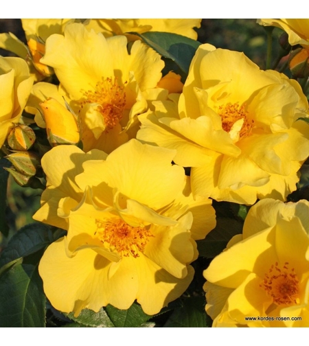 Lemon Fizz®