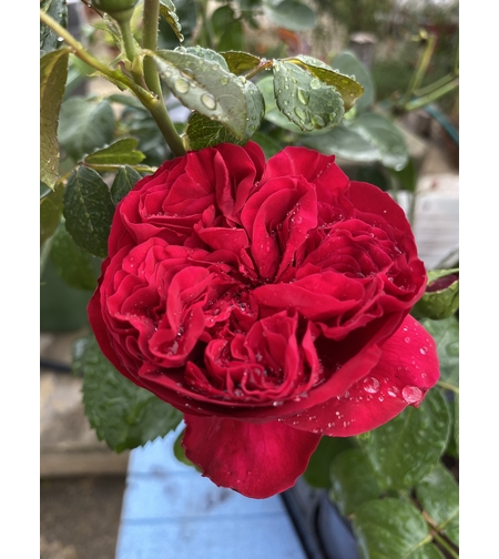 Gpt Red Eden Rose® (Eric Tabarly®)