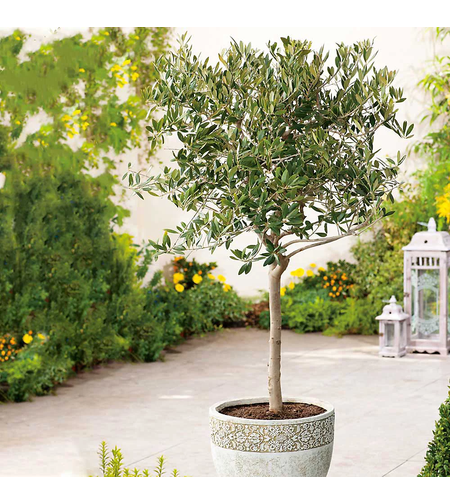 Маслина (Olea europaea)