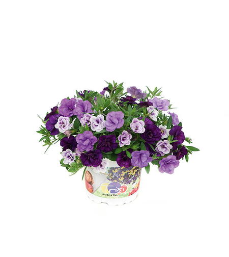 Калибрахое - тройка (Blue Petticoat)