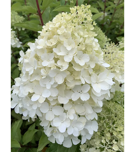 Хортензия метличеста „Полярна мечка“ - Hydrangea paniculata 'Polar Bear'