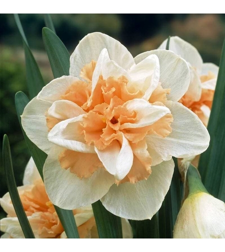 Нарцис Delnashaugh