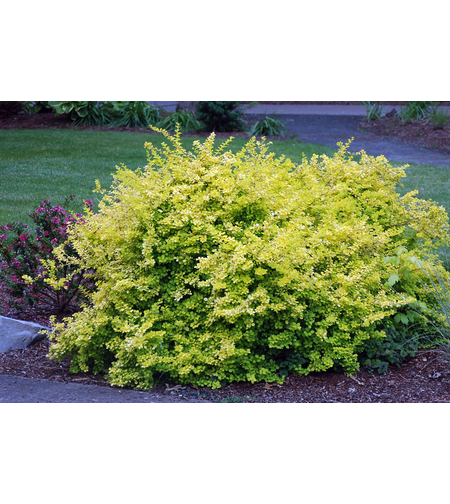 Берберис Тунберга ‘Aurea’ (Berberis thunbergii ‘Aurea’)