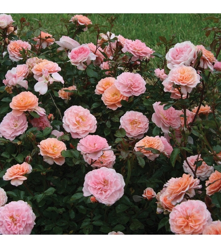 Apricot DRIFT® Meimirrote