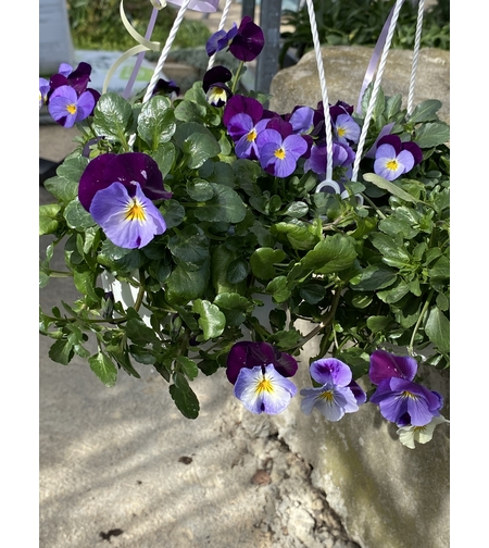 Каскадни теменужки - кошнички