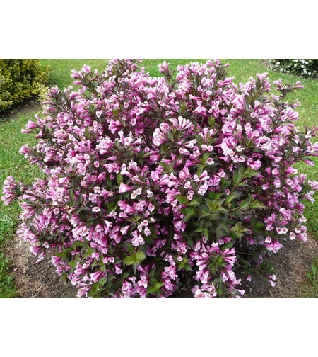 Вайгела (Weigela florida) – розова