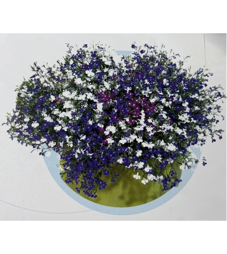 Лобелия - тройка (Fashion)