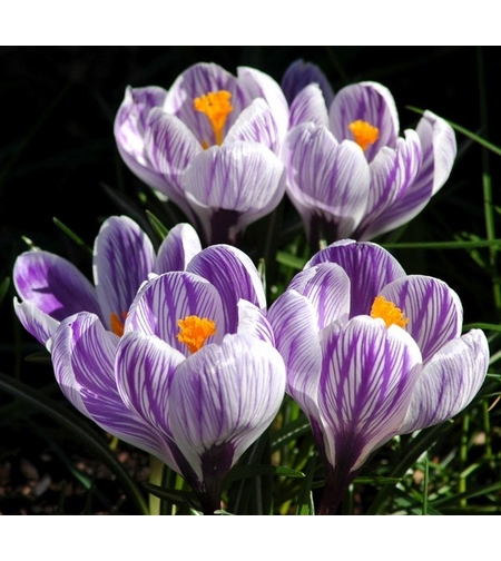 Минзухар King of The Striped