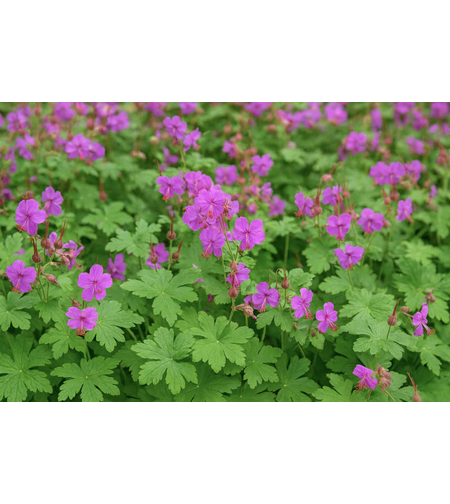 Лилав здравец (Geranium)