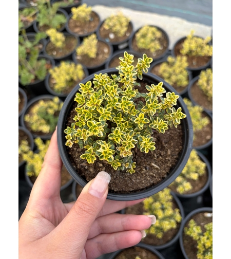 Мащерка / Timo limone variegato imp.&nbsp;