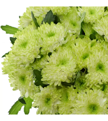 Високостеблена хризантема Zembla Lime