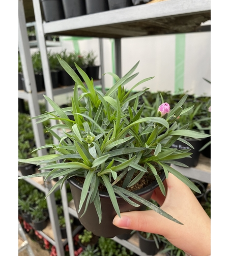 Ароматни карамфили - тройки