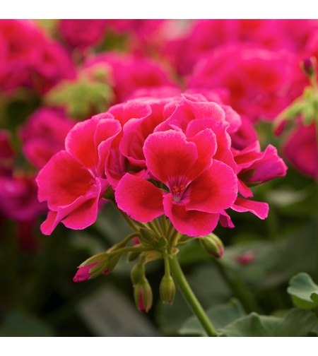 Мушкато Calliope® M Red Splash