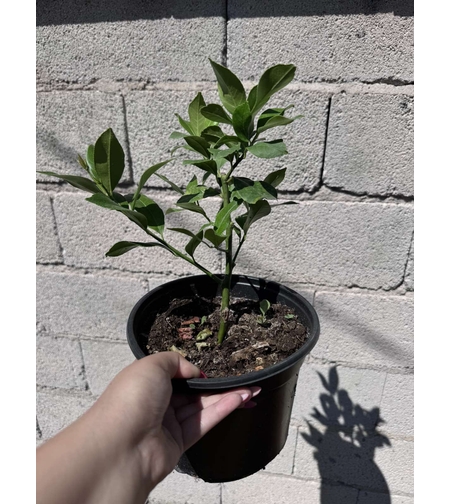 Лимони дръвчета