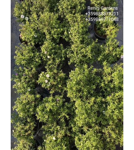 Кълбовидна астра - микс