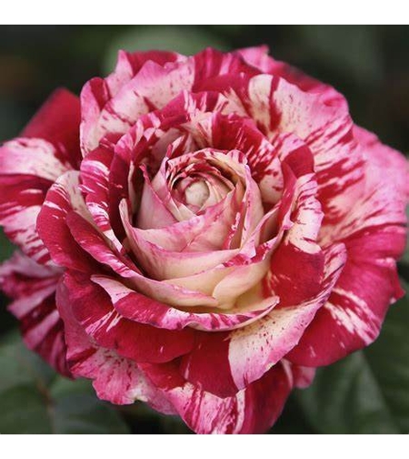 JULIO IGLESIAS® Meistemon