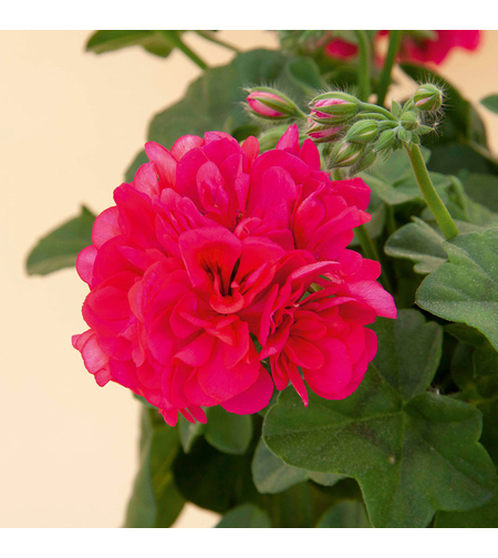 Кичесто сакъзче - Royal Hot Pink