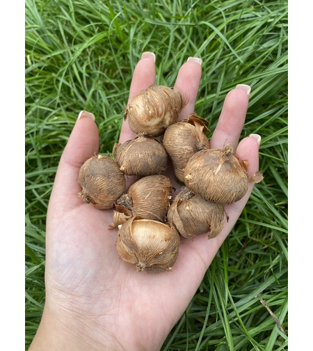 Луковици - Минзухари