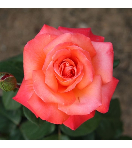 CHRISTOPHE COLOMB® Meironsse