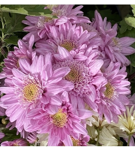 Високостеблени хризантеми