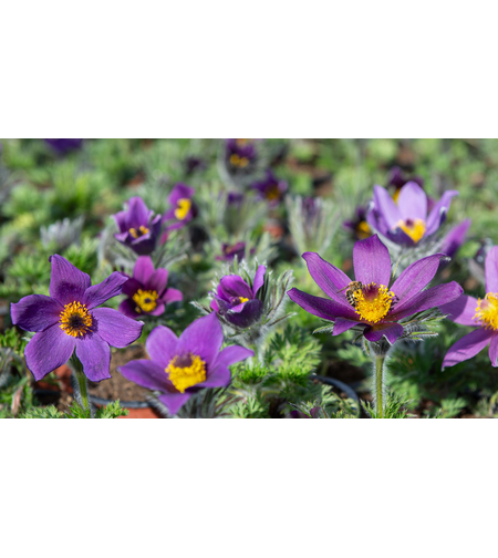Pulsatilla vulgaris ‘Blaue Glocke’ (Съсънка)