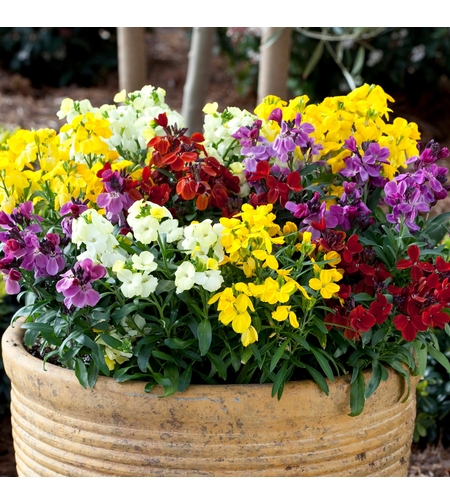 Шибой - Sugar Rush Mix