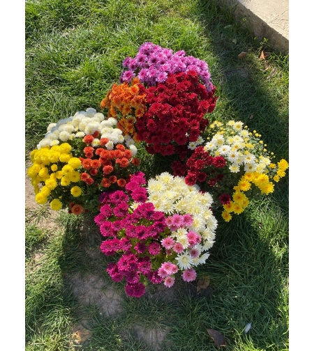Кълбовидни хризантеми микс