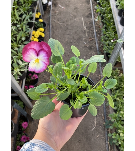 Бордюрни теменужки