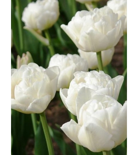 Лале White Heart в саксия - единично