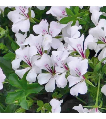 Алпийско сакъзче - White Glacier