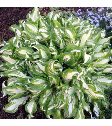 Хоста /Hosta/ - Hosta Mediovariegata