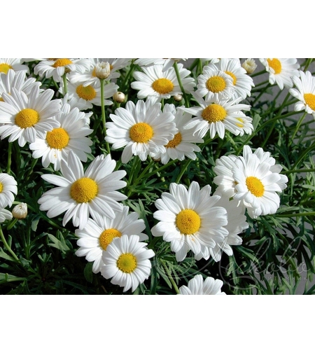 Маргарита (едроцветна)