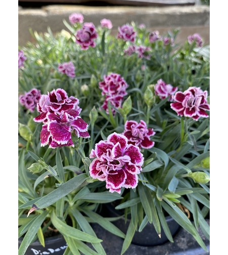 Ароматен карамфил