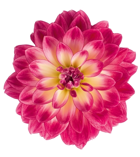 Нискостеблена кичеста далия - Dalaya® Midi Malta