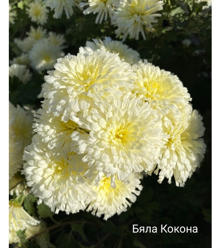 Високостеблена хризантема Бяла Кокона